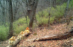 【西安生态日】首个“西安生态日”启动 秦岭生态情形；；；；ひ刈